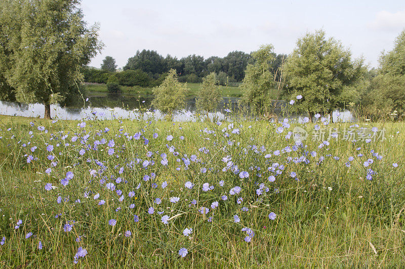 菊苣(Cichorium intybus)